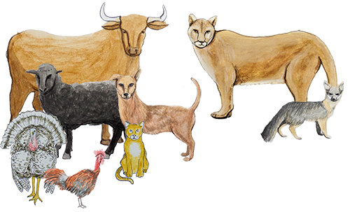 Group illustration of animals